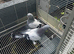 Kurdish pigeon
