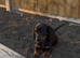 Kc miniature dachshund