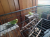 1 pair/single male budgie/ 1 pair zebra finches
