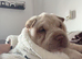 Shar pei puppy
