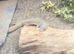 Yellow ackie monitor