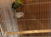 Fisher love birds proven