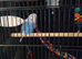 Female budgie for sale