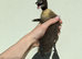 Khaki campbell x cayuga ducklings!