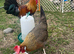 Brown leghorn hatching eggs available