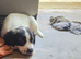 Cocker spaniel puppies READY NOW