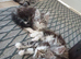 Maine coon kittens available One left.