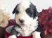 Old english sheepdog x bernese mountain dog puppies.
