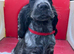 Show type cocker spaniel puppies