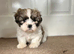 Shihtzu Boy