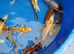 koi for sale from &pound;5