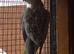 2 beautiful Cockatiels looking for new home.