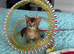 Abyssinian Tica reg. kittens