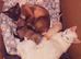 Only ginger left might keep himRare Adorable Russian white Siamese kittens