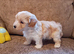 Maltipoo puppies