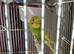 Beautiful baby budgies