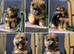 2 German shepherd beautiful puppies
