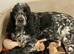 First cross cockapoo puppies