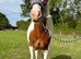 Yearling Cob Gelding to make 13.3+