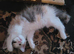 Maine coon cross kitten Ready Now