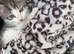 Kitten