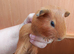 Baby guinea pigs ready now