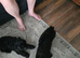 Male 16 weeks old  cavapoo x2 brothers