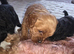 Cavapooshih
