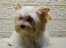 Yorkshire terrier male