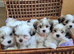 Only 1 puppy left Maltese & Lhasa-apso puppies