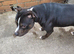 Loving 5 year old male staffy