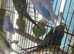 Baby’s budgies Glasgow