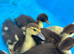 Muscovys ducklings