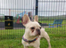 Male french bull dog