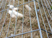 Work or pet ferret kits