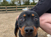 4 month old male Rottweiler