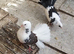 Indian and English garden fantails
