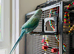 Indian Ringneck