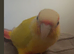 Suncheek conure, Gorgeous 6 months old