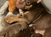 Pocket Bully’s Champion Blood Lines ABKC Registered