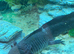4 male Axolotls for rehome in their tank