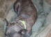 Female frenchie