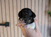 One stunning boy still available!