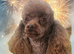 Toy Poodle Silver Stud KC Reg'd