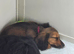 Miniature longhaired dachshunds
