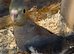 Just fledged will be ready in a few weeks