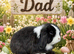 Mini lop Buck