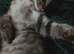 Bengal kitten (silver/black)