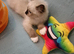 Active kittens of Champion Status dad