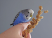 Hand tame pair of sister budgies and cage